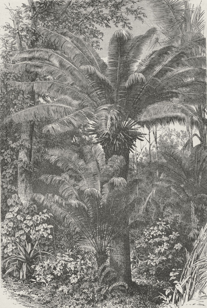 MADAGASCAR. Madagascar Dwarf Palms 1880 old antique vintage print picture